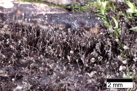 R_necatrix_JF03124_anamorphe1_JF