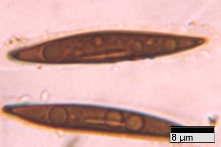 R_necatrix_JFM9335_germslit1_JFM